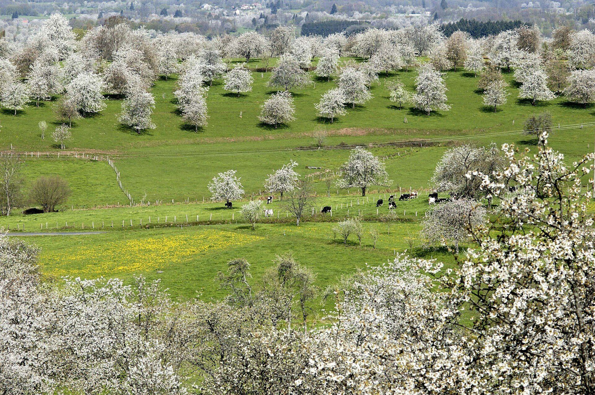 champs de cerisier